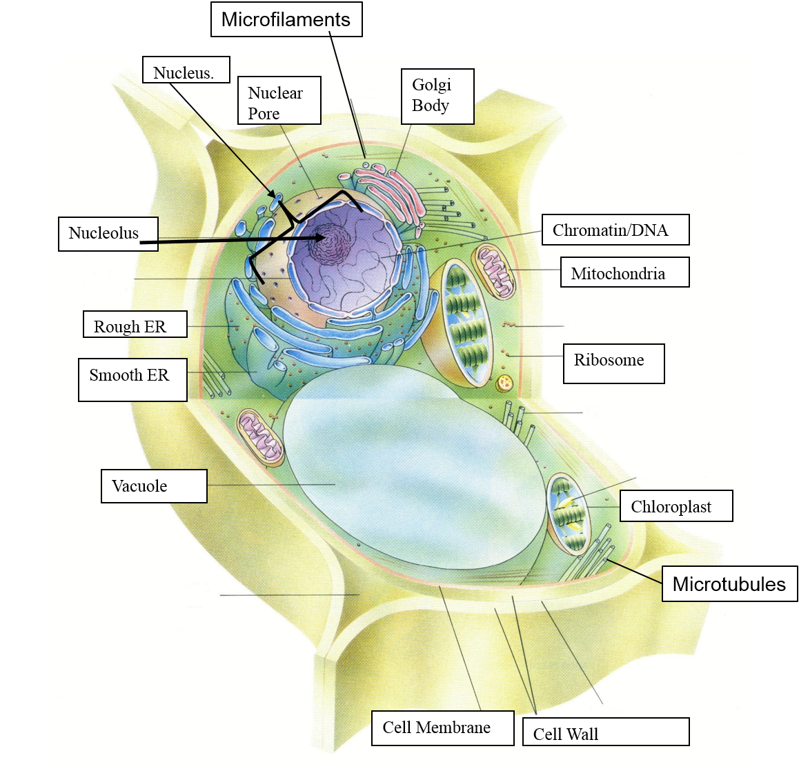 south-pontotoc-biology-plant-and-animal-cell-diagrams