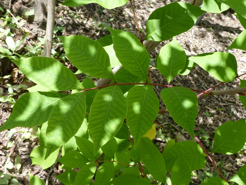 Faaxaal Photos nature gratuites et libres de droits Photo d