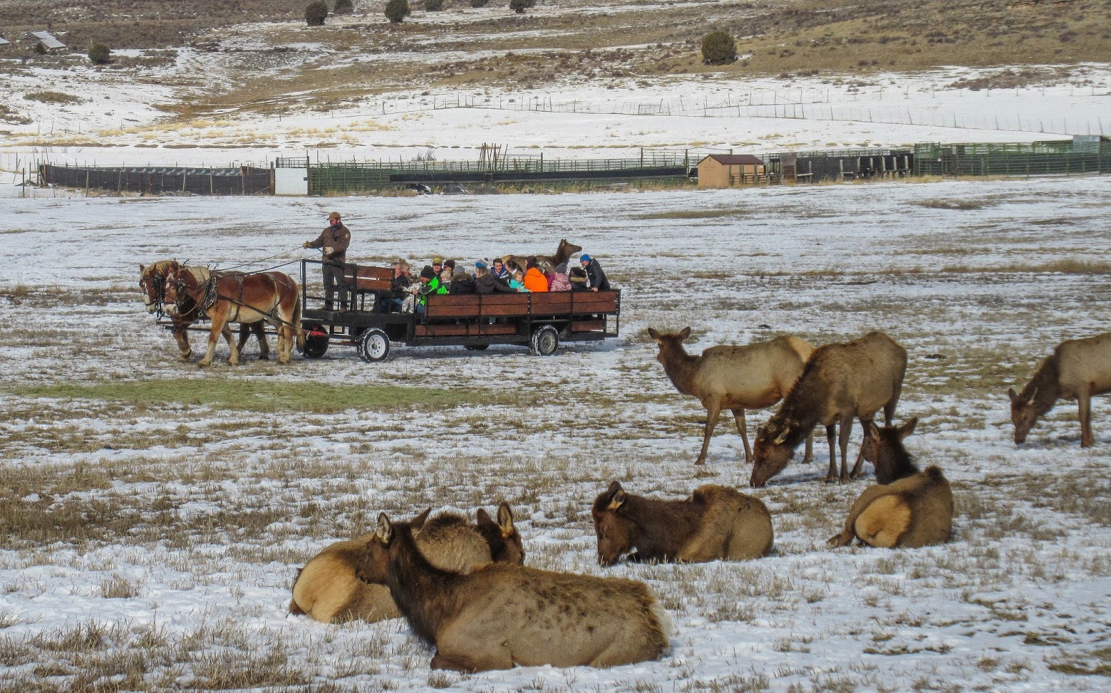 Cannundrums Hardware Ranch Elk Utah