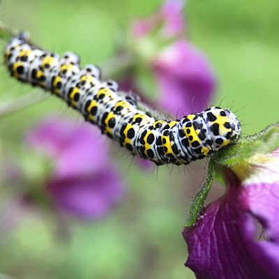 Mullein moth caterpillar, taken with iPhone 6s and Olloclip macro lens