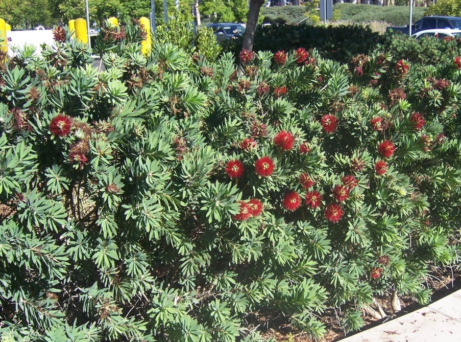 The 2 Minute Gardener Photo Dwarf Bottlebrush (Callistemon sp. 