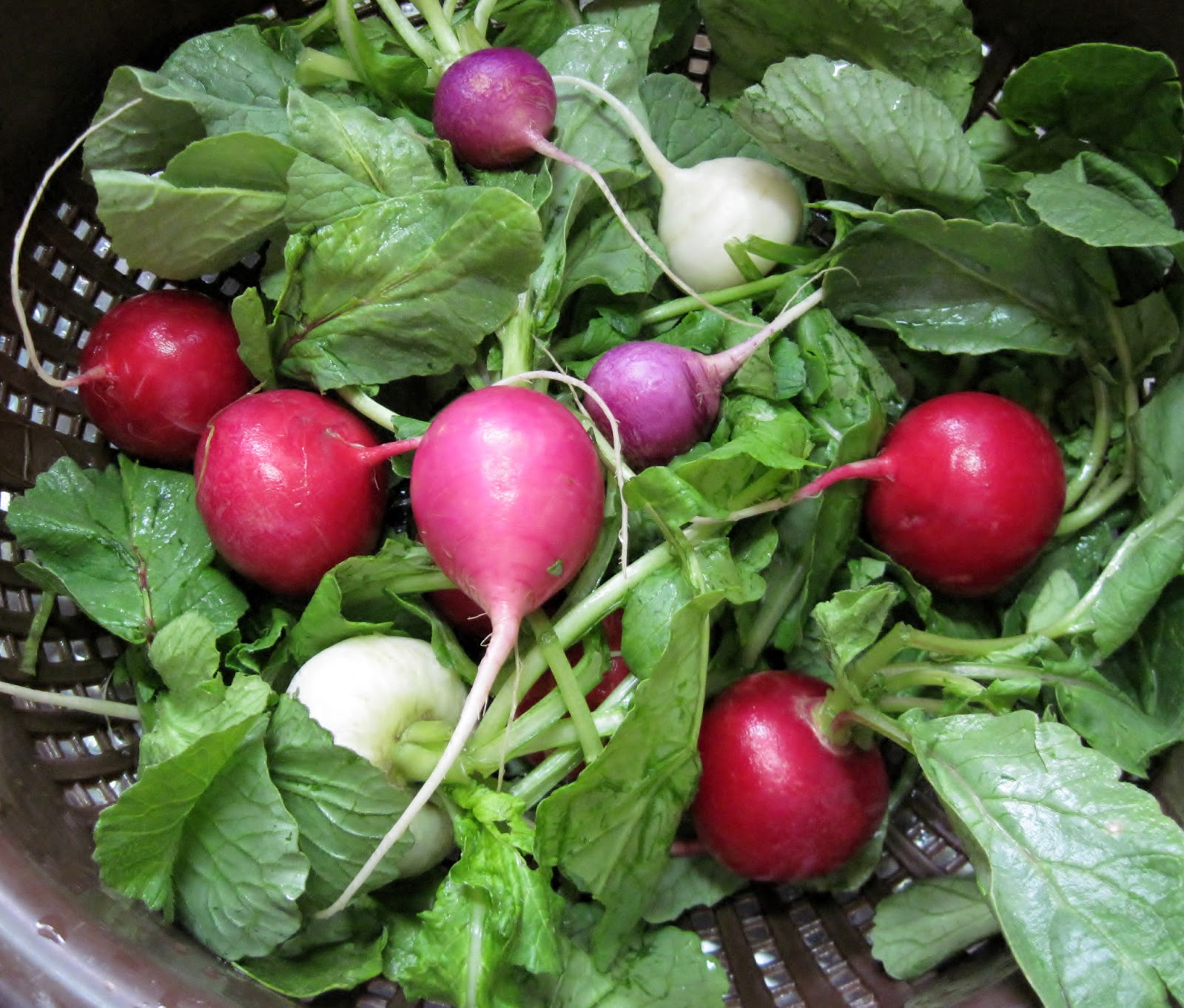 Carolina Sauce Company Roasted Spring Radishes with Sauteed Radish Greens