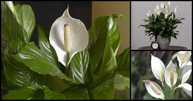 Peace Lily (Spathiphyllum Wallisii): Indoor Air Purifying Plant & Health Benefits Peace Lily (Spathiphyllum Wallisii): Indoor Air Purifying Plant & Health Benefits
