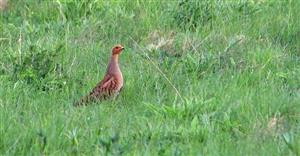 Grey Partridge