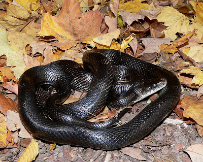 serpiente ratonera negra Pantherophius obsoletus