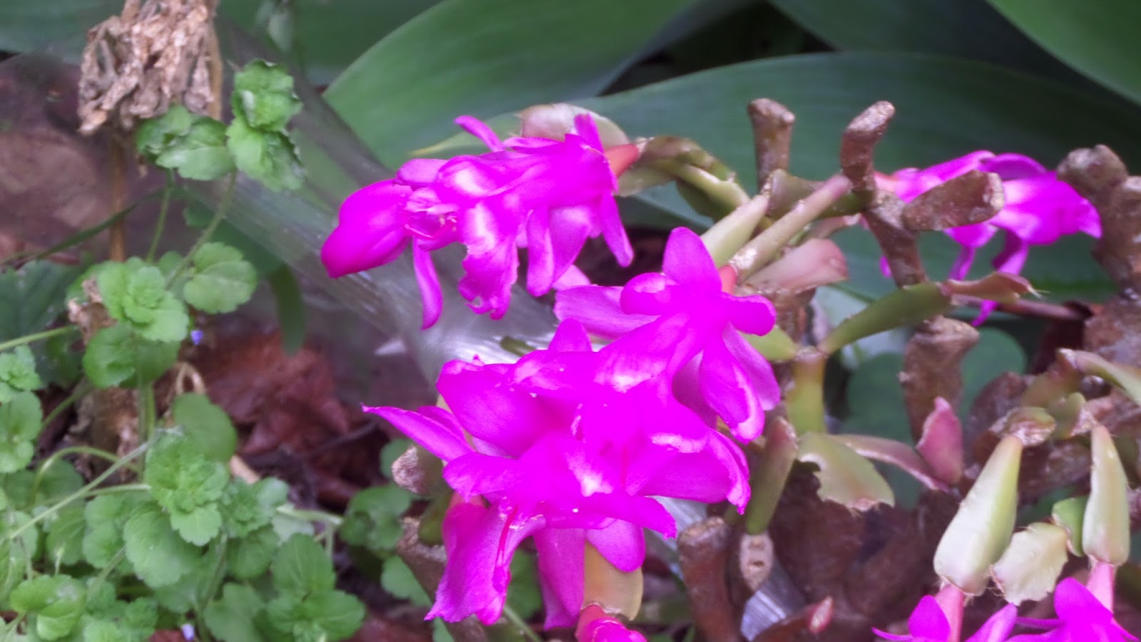 my walk with food and beautiful plants and flowers cactus flower