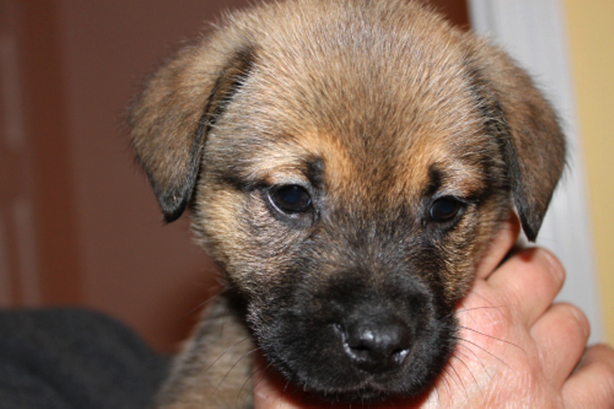 Beagle Boxer: Boxer Chow Mix