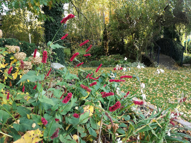 rdest Fat Domino, persicaria