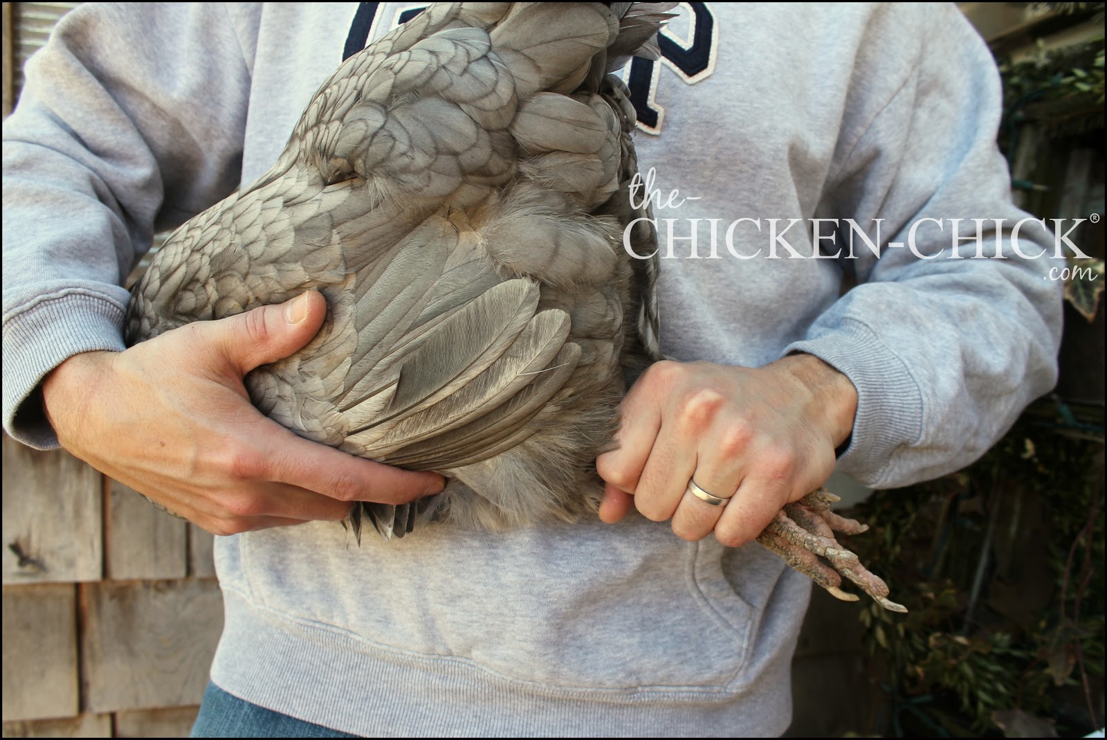 how much to euthanize a the chicken 174 how to humanely euthanize a chicken by dr mike petrik the how much to euthanize a the chicken 174 how to humanely euthanize a chicken by dr mike petrik the