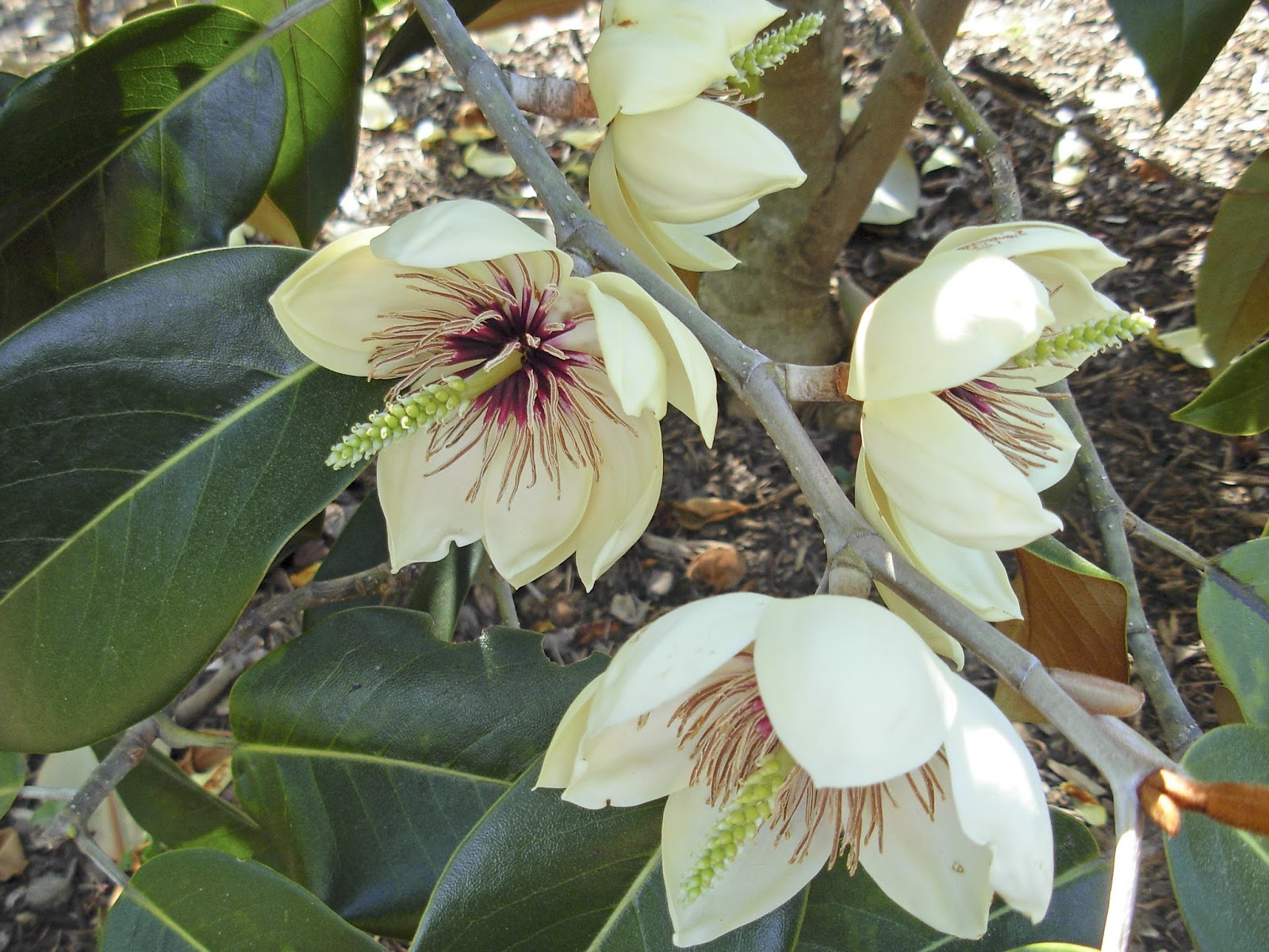 danger garden The Plant Lover's Guide to Magnolias, a book review