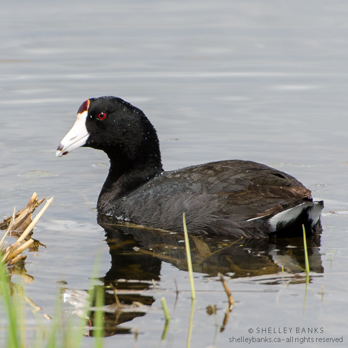 Prairie Nature American Coots in Saskatchewan Sloughs