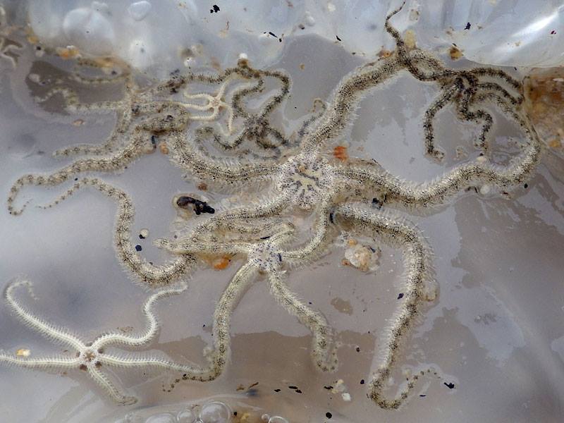 The Echinoblog Brittle Stars that Steal Food From Jellyfish!