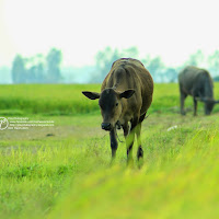 Small cow at green rice-field