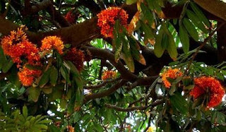 pohon asoca Saraca atau pohon Ashoka yang memiliki bunga kuning kemerahan ini diambil dari namanya yaitu Ashokavadana