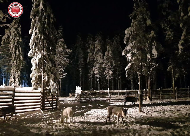 Granja de renos en tour nocturno, Laponia, Finlandia