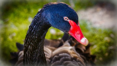 Los Cisnes. Los hermosos patitos feos (Imagenes) - The Swans. The beautiful Ugly ducklings (images)