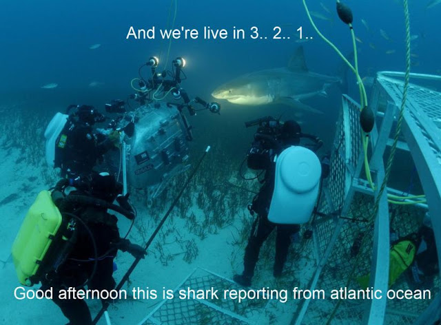 animal pictures with captions, shark live tv