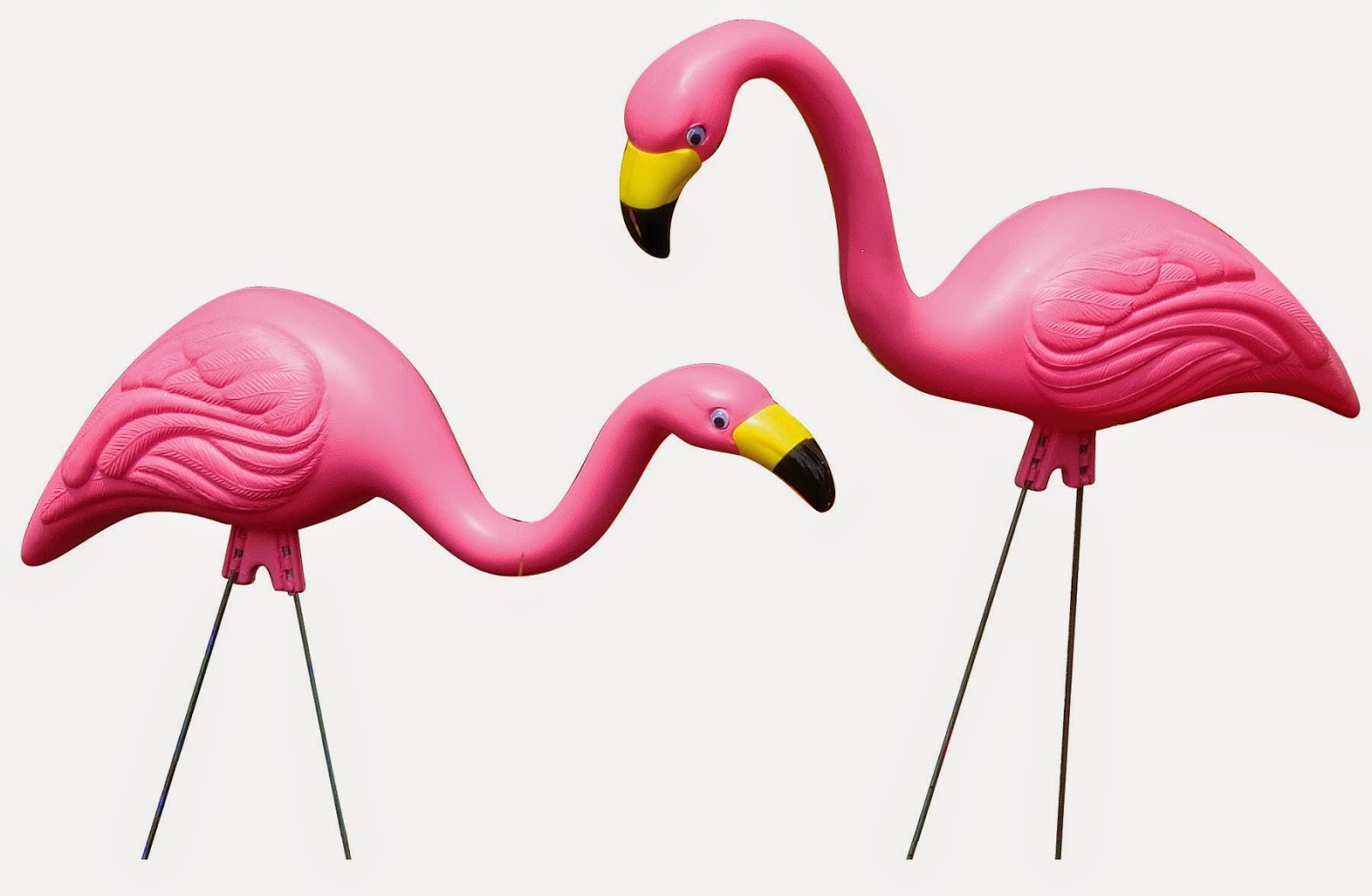 Scp Pink Flamingos