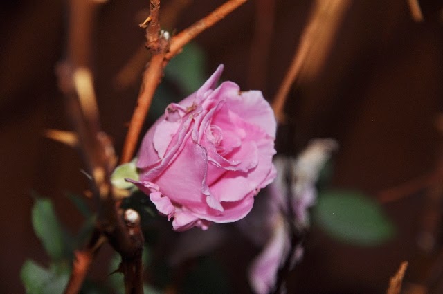 rose coloradoviews.filminspector.com James Bjorkman