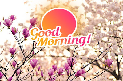Good Morning Images With Flowers Good Morning Images With Flowers