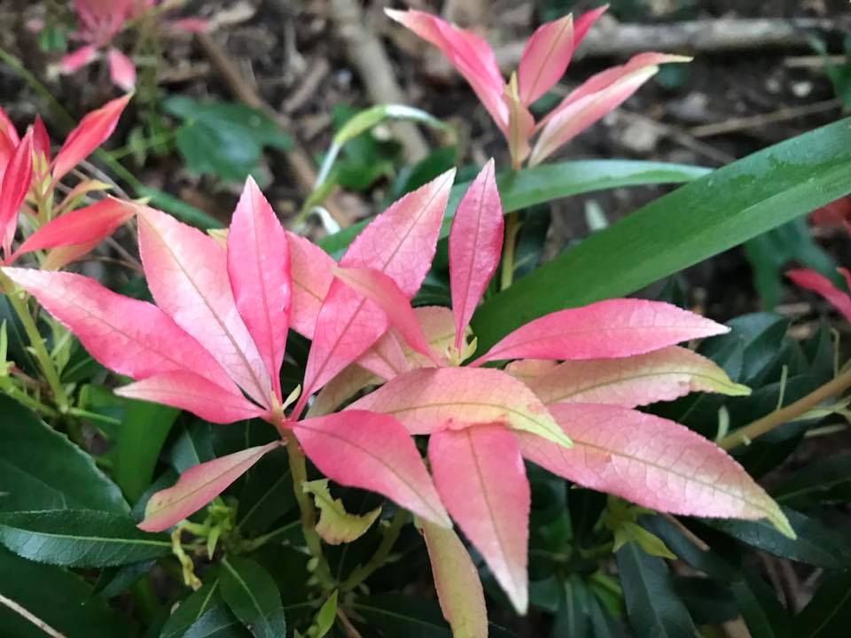 My Hingham Gardens My Love Hate Relationship With Pieris Japonica