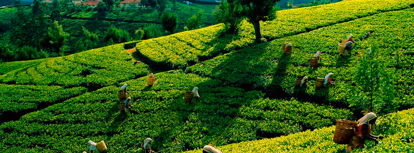 Highest tea estate in the world !! Kolukkumalai, Navrang India