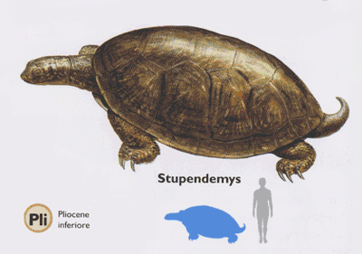 tortuga gigante prehisotrica de brasil Stupendemys