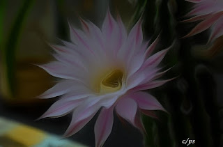 Blumen, flores, Flower, fleurs, květiny, Flores, blomme Blumen, flores, Flower, fleurs, květiny, Flores, blomme, blommor, çiçekler, kwiaty, Flor, Hoa, nở hoa, floración, bloom, Kukka, kukinta, La floraison, Fiore