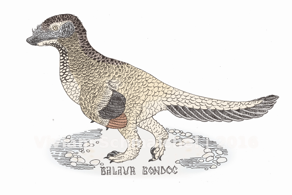 zoográfica Balaur bondoc