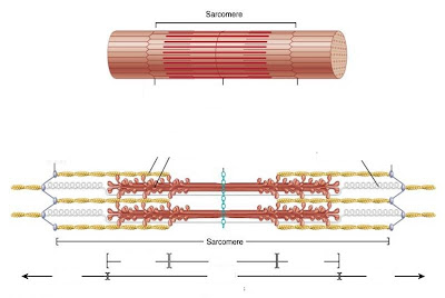 Biology A&P Lab: Study Chart for Quiz 3 on Oct 11...There will NOT be