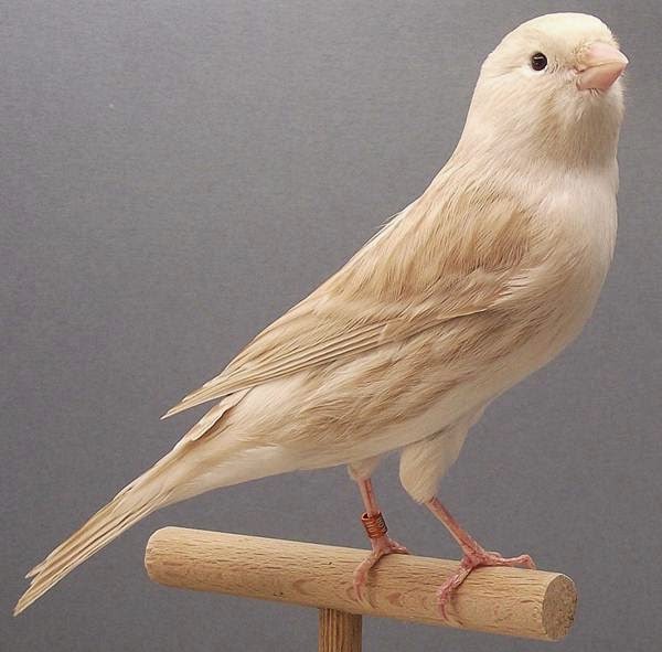 79+ Baru Jenis Kenari Warna Gereja, Campuran Warna