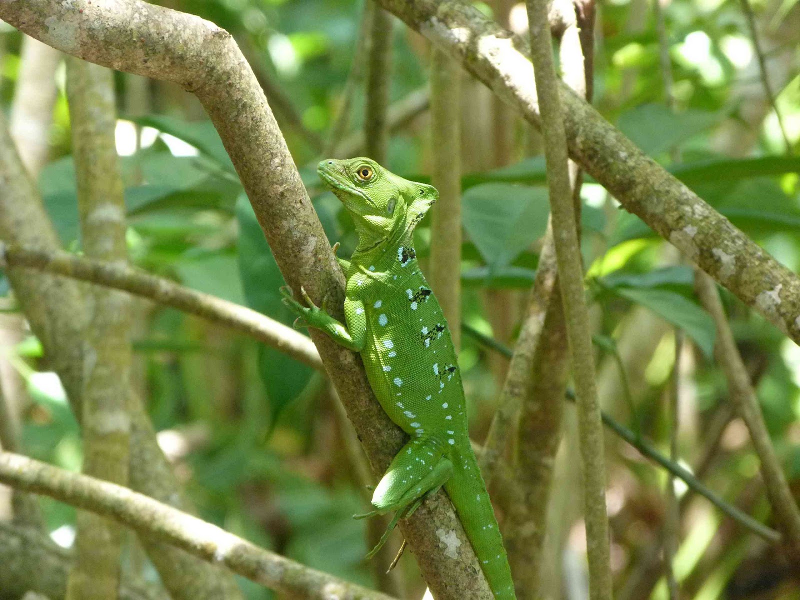 Caro & Dam autour du monde: La faune du Costa Rica (aperçu)