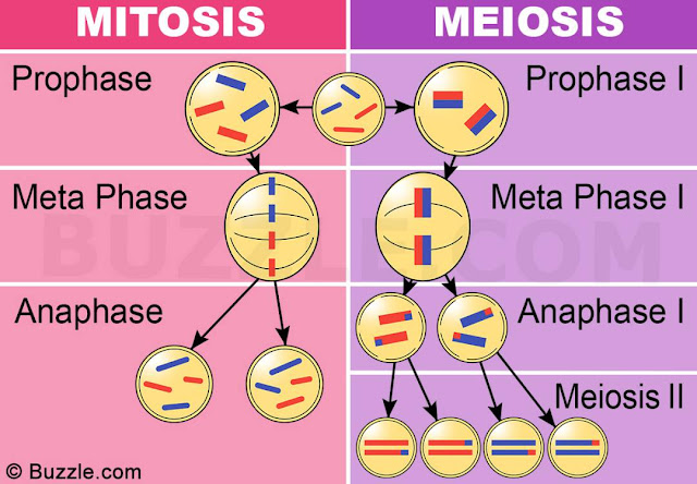 Mitosis, meiosis y biologia