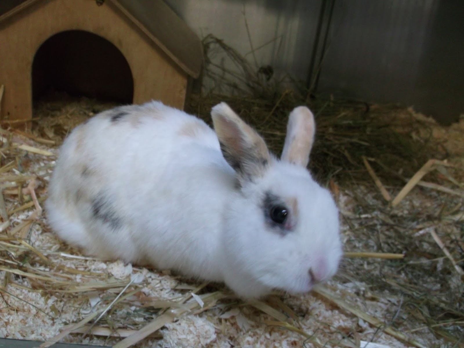 tierheim dormagen woodenbild )