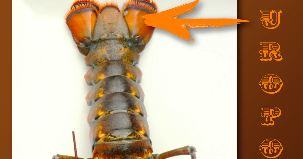 Zarampagalegando Dicionario visual. Uropodio