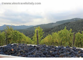wine harvest in Tuscany