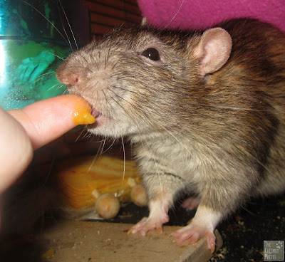 Delmar licking some pumpkin patch up off my finger