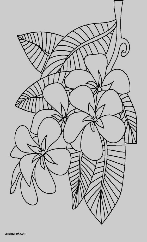 Tranh tô màu hoa dại