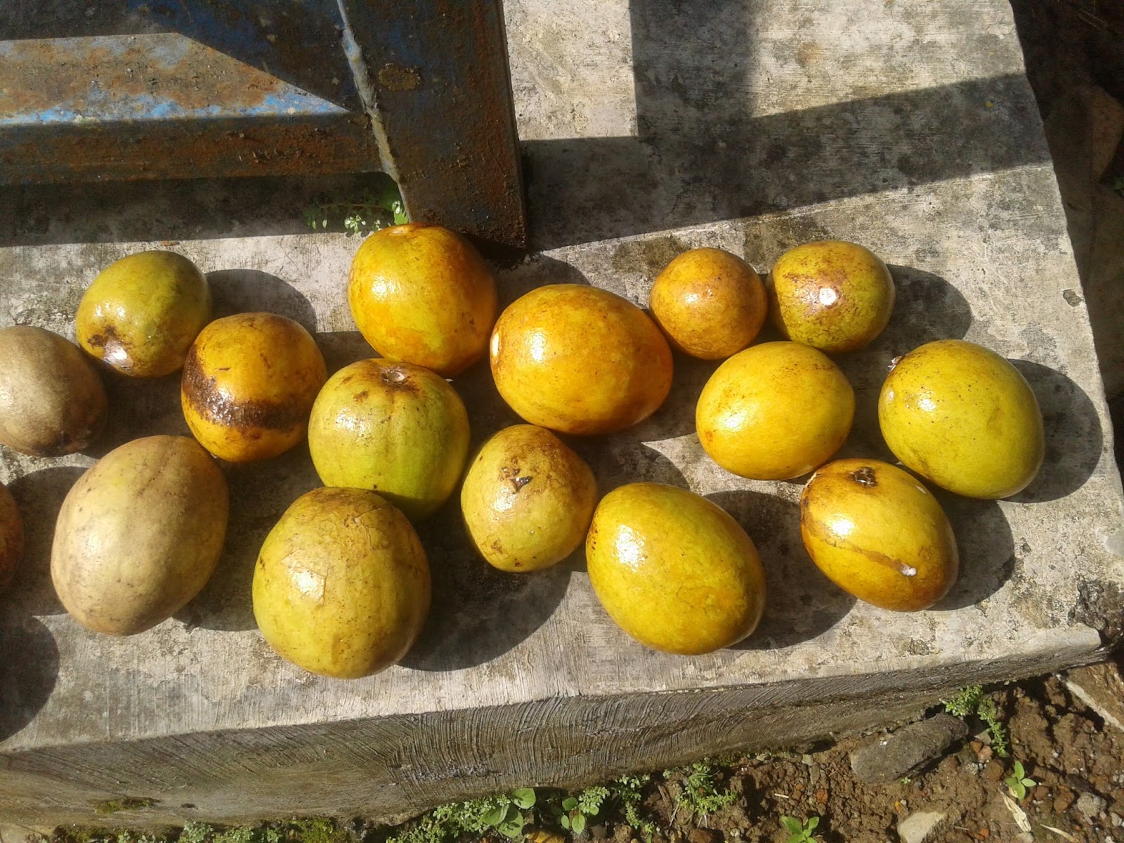 Cara Mematangkan memeram buah Sawo agar matang sempurna