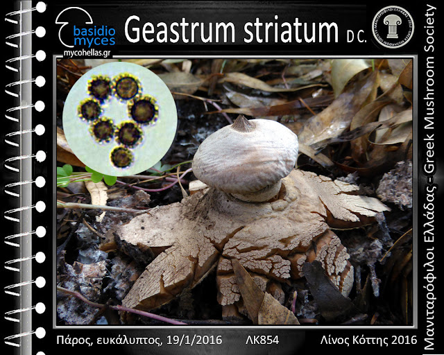 Geastrum striatum D C.