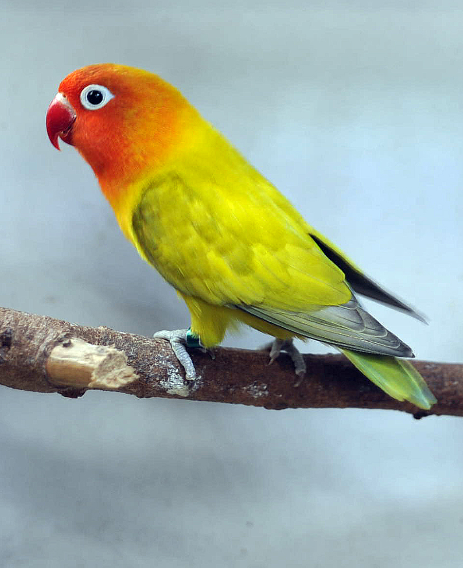 Philippine Lovebirds Eye Ring Fischers Philippine Lovebirds Eye Ring Fischers