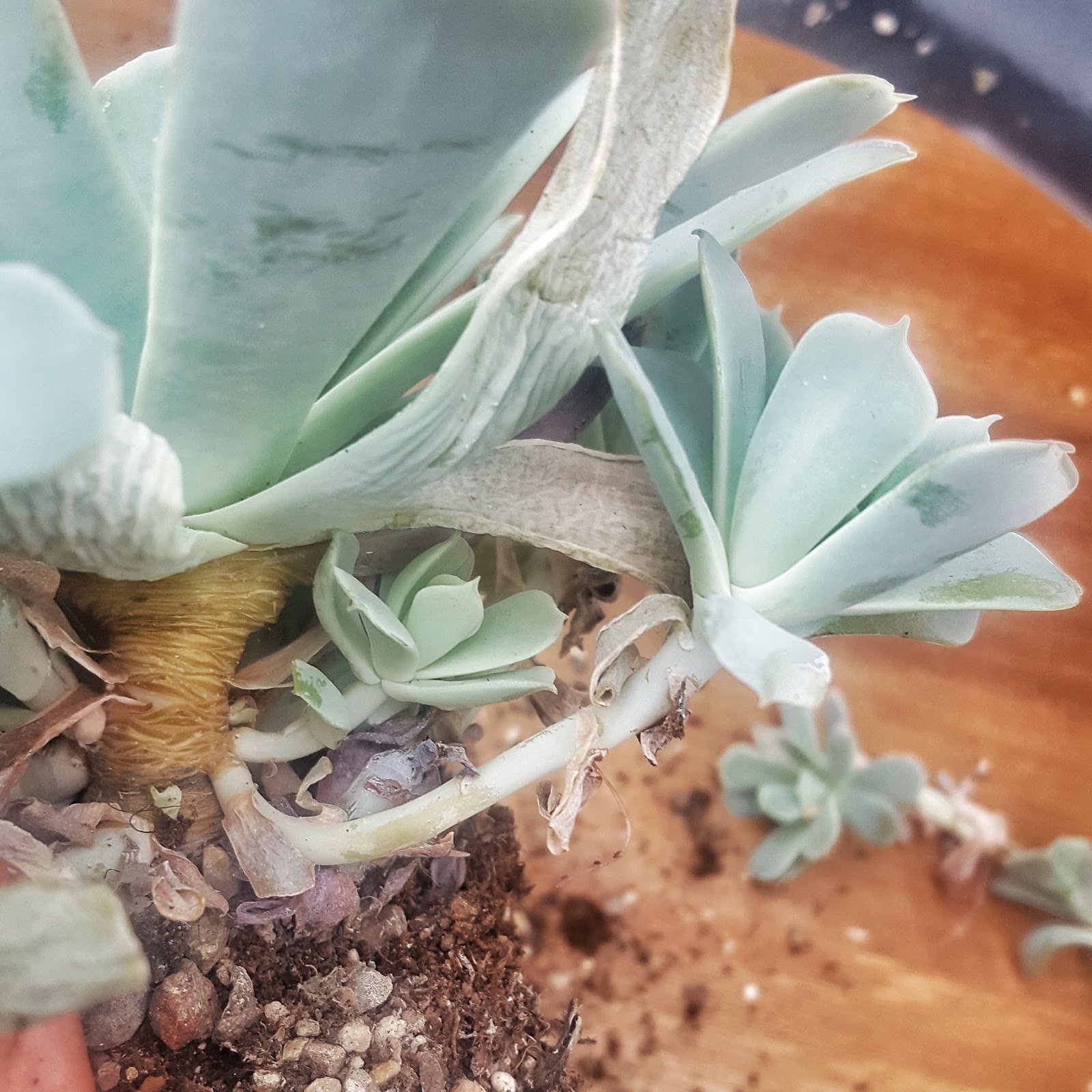 Removing succulent offsets
