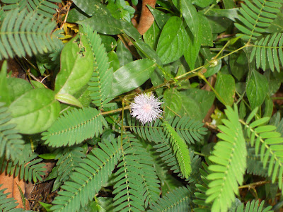 Touch Me Not Plant (Thottaavaadi) a medicinal plant