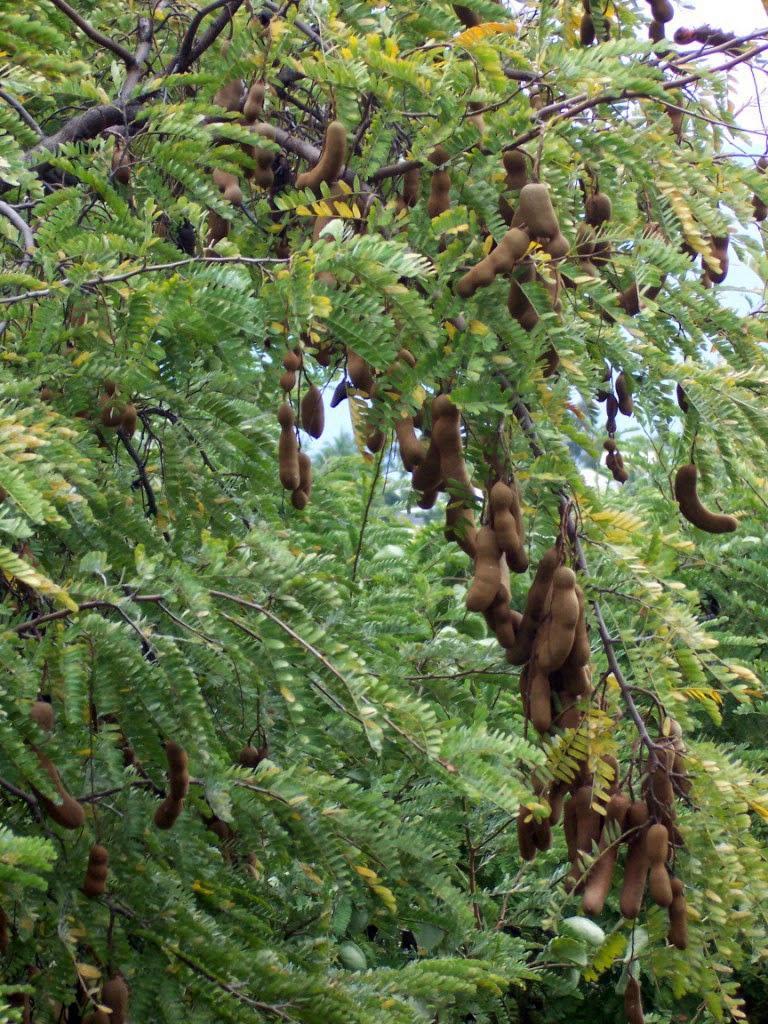  Tanaman asam jawa yaitu tanaman yg gampang kita temukan di sekitar kita terutama di ping Manfaat & Khasiat Tanaman Asam Jawa (Tamarindus indica L.)