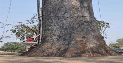 Pohon Punah Paling Keras Ditemukan Kembali