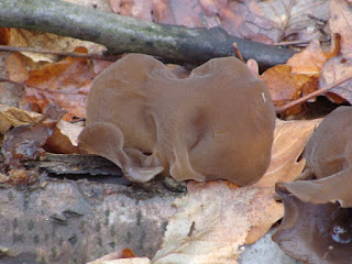 Auricularia auricula-judae DSC73009