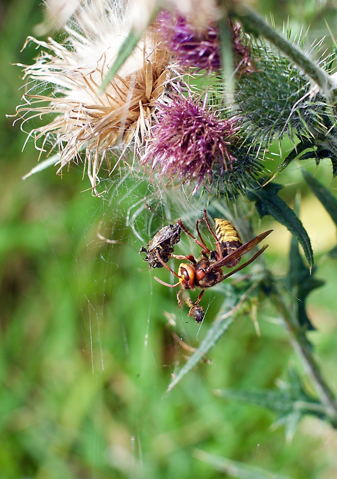 Im Garten Und Am Wegesrand August 2013