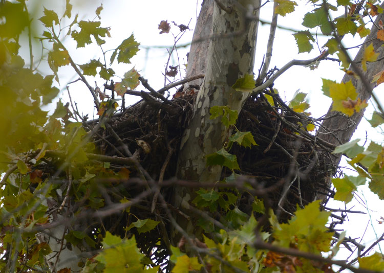 An eagle's nest (or at least what we think is an eagle's nest) on the Little Miami River at the Spring Valley Wildlife Area.