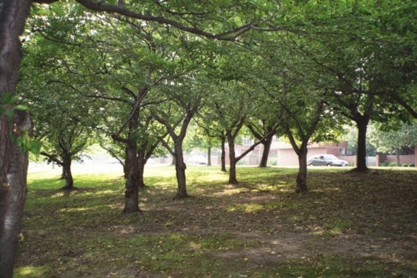 the split cherry tree 5 points answers charles river white geese charles river dcr outrageous lies on savaged cherry tree grove the split cherry tree 5 points answers charles river white geese charles river dcr outrageous lies on savaged cherry tree grove