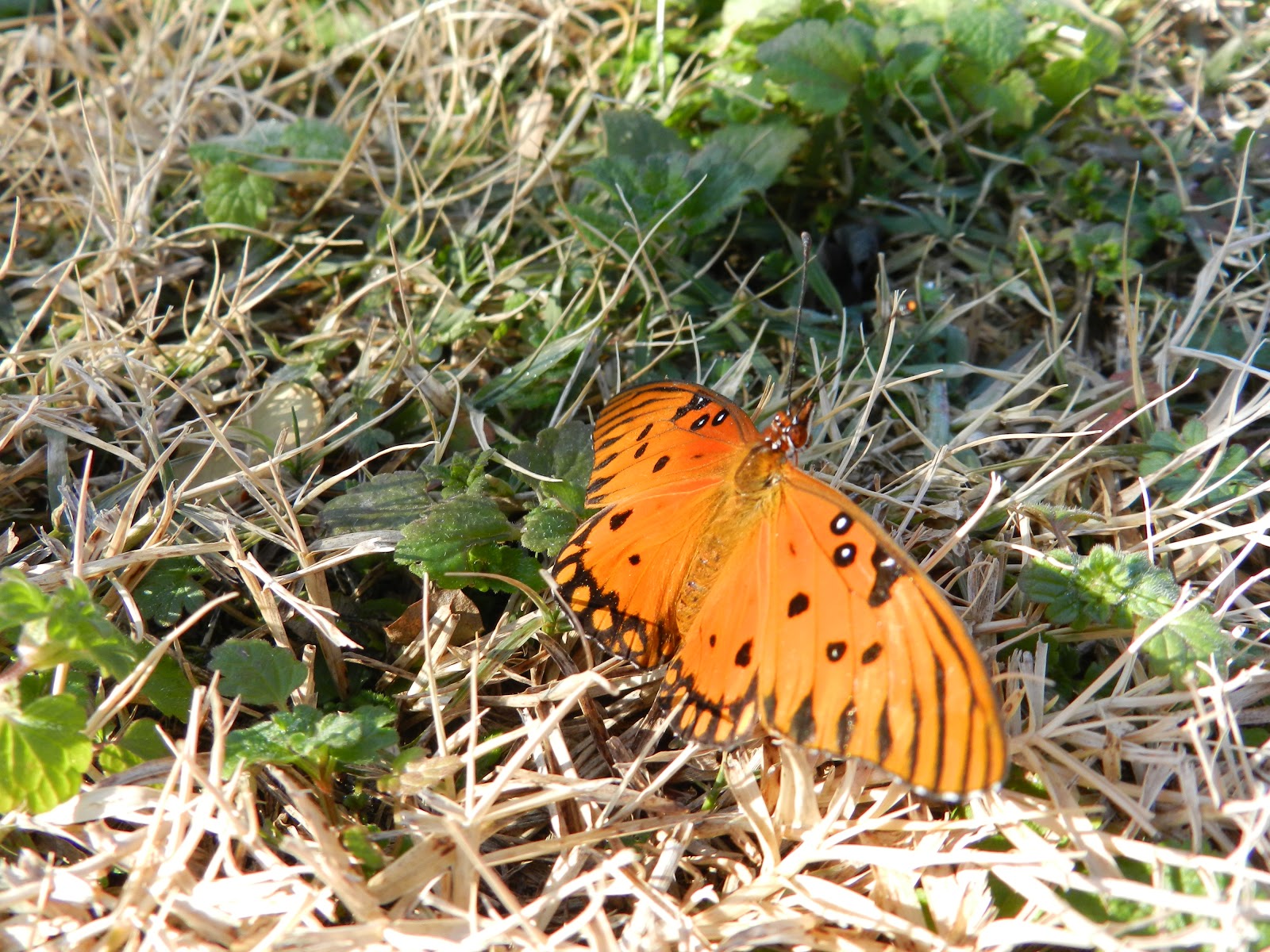 World Peace Wetland Prairie Gulf fritillary caterpillars eat foliage